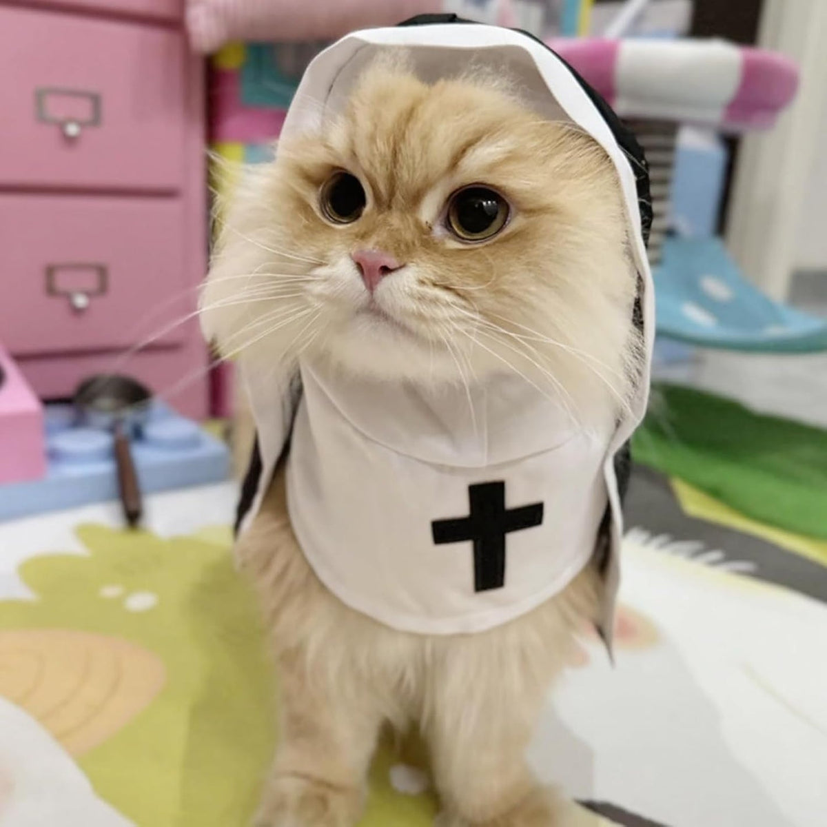 pt-d633940c2bad-gato_2.jpg